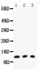 1 - Anti-Eotaxin Picoband Antibody ABO11781