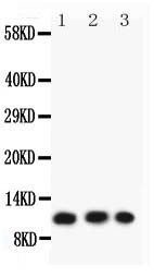1 - Anti-Eotaxin 3 Picoband Antibody ABO11782