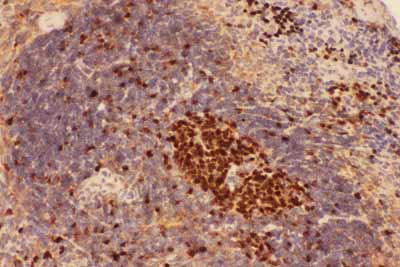 2 - Anti-Beclin 1 Picoband Antibody ABO11790