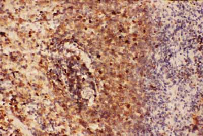 2 - Anti-Beclin 1 Picoband Antibody ABO11790