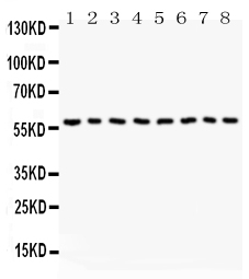 1 - Anti-Beclin 1 Picoband Antibody ABO11790