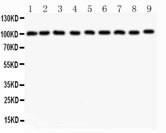 1 - Anti-CBL Picoband Antibody ABO11791