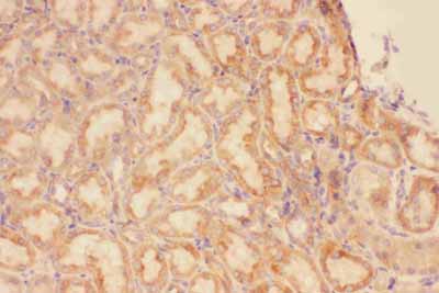 2 - Anti-CXCR3 Picoband Antibody ABO11792