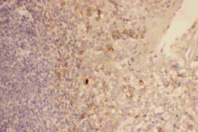 2 - Anti-CXCR3 Picoband Antibody ABO11792