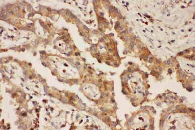 2 - Anti-CXCR3 Picoband Antibody ABO11792