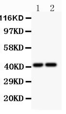 1 - Anti-CXCR3 Picoband Antibody ABO11792