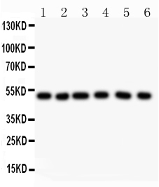 1 - Anti-GFAP Picoband Antibody ABO11794