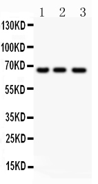 1 - Anti-NF-kB p65 Picoband Antibody ABO11796