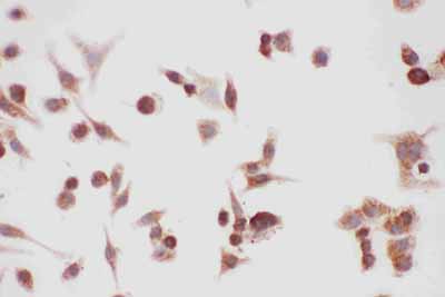 8 - Anti-Hsp90 Alpha Picoband Antibody ABO11798