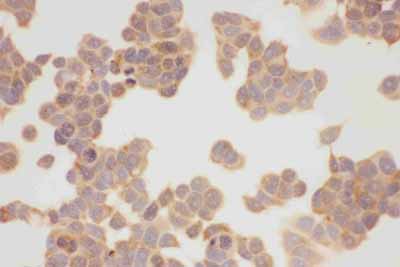 8 - Anti-Hsp90 Alpha Picoband Antibody ABO11798