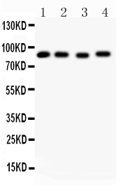 1 - Anti-Hsp90 Alpha Picoband Antibody ABO11798