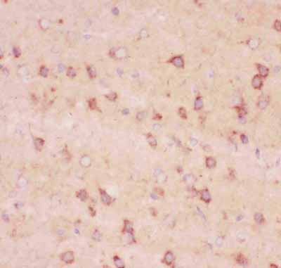 2 - Anti-APP Antibody ABO11800