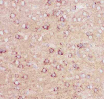 2 - Anti-APP Antibody ABO11800