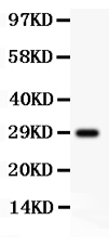 1 - Anti-APP Antibody ABO11800