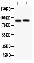 1 - Anti-APP Antibody ABO11800