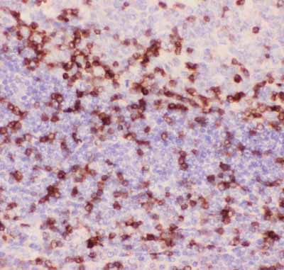 2 - Anti-CD3 Epsilon Picoband Antibody ABO11801