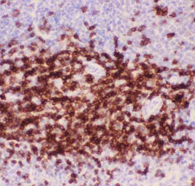 2 - Anti-CD3 Epsilon Picoband Antibody ABO11801