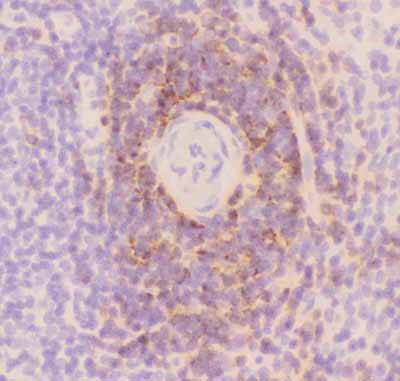 2 - Anti-CD3 Epsilon Picoband Antibody ABO11801