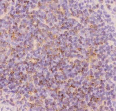 2 - Anti-CD3 Epsilon Picoband Antibody ABO11801