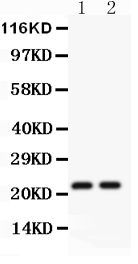 1 - Anti-CD3 Epsilon Picoband Antibody ABO11801