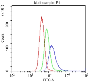4 - Anti-PECAM-1/CD31 Antibody ABO11802
