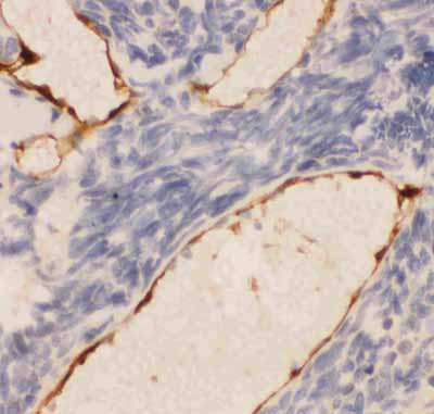 2 - Anti-PECAM-1/CD31 Antibody ABO11802