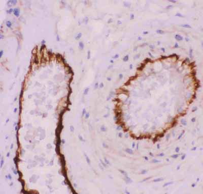 2 - Anti-PECAM-1/CD31 Antibody ABO11802