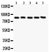1 - Anti-PECAM-1/CD31 Antibody ABO11802