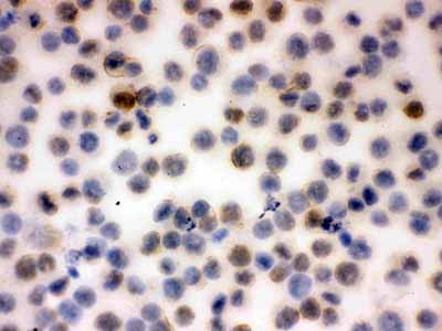 8 - Anti-CD43 Picoband Antibody ABO11803