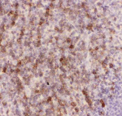 2 - Anti-CD43 Picoband Antibody ABO11803