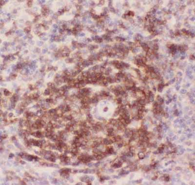 2 - Anti-CD43 Picoband Antibody ABO11803
