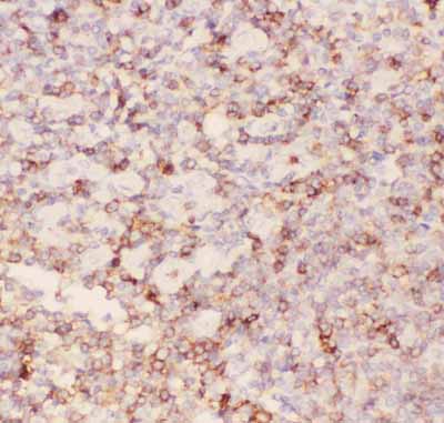 2 - Anti-CD43 Picoband Antibody ABO11803
