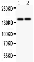 1 - Anti-CD45 Picoband Antibody ABO11804