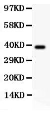 1 - Anti-CREB Picoband Antibody ABO11807