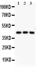 1 - Anti-CREB Picoband Antibody ABO11807