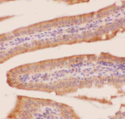 2 - Anti-Crk p38 Picoband Antibody ABO11808