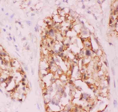 2 - Anti-Crk p38 Picoband Antibody ABO11808