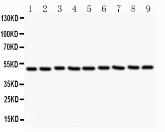 1 - Anti-CSK Picoband Antibody ABO11809