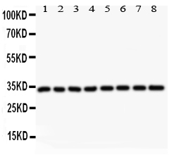 1 - Anti-Cyclin D3 Picoband Antibody ABO11810