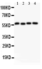 1 - Anti-Cyclin B1 Picoband Antibody ABO11811