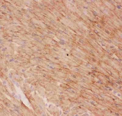 2 - Anti-GLUT4 Picoband Antibody ABO11815