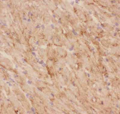2 - Anti-GLUT4 Picoband Antibody ABO11815