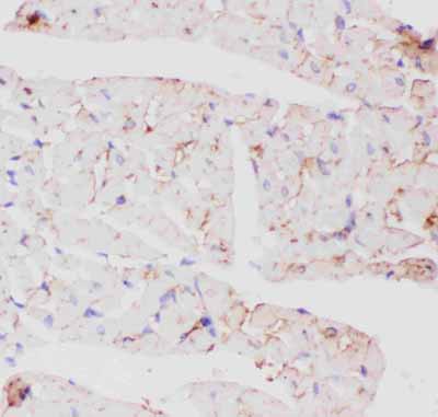 2 - Anti-GLUT4 Picoband Antibody ABO11815