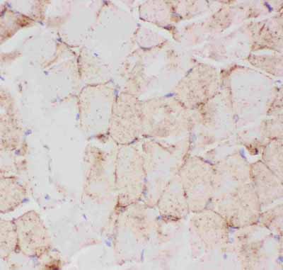 2 - Anti-GLUT4 Picoband Antibody ABO11815