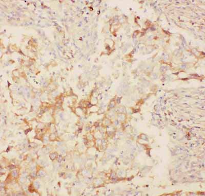 2 - Anti-Kv2.1 Picoband Antibody ABO11817