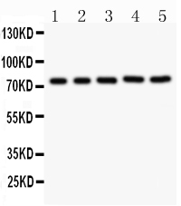1 - Anti-RIP Picoband Antibody ABO11820