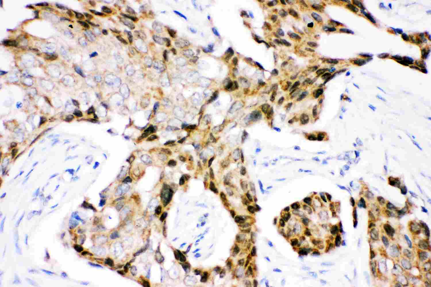 2 - Anti-Ubiquitin Picoband Antibody ABO11824