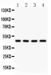 1 - Anti-AAMP Picoband Antibody ABO11825