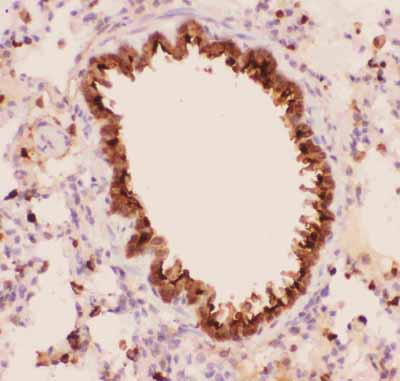 2 - Anti-Annexin A1 Picoband Antibody ABO11828