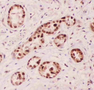 2 - Anti-APE1 Picoband Antibody ABO11829